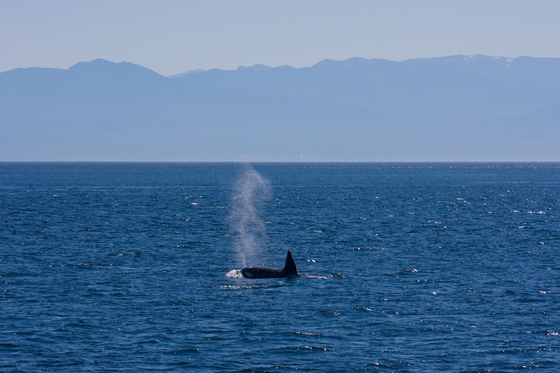 Orca And Olympic Mountains